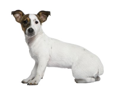 jack Russell terrier, 5 ay eski beyaz arka plan