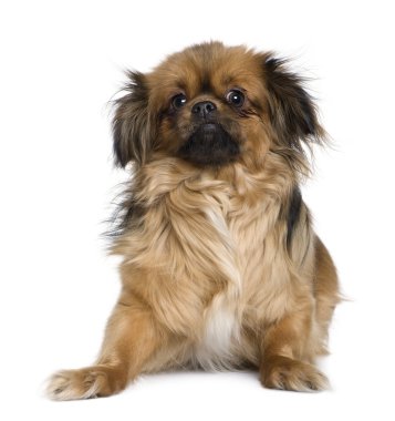 Tibetan spaniel, 4 years old, in front of white background clipart