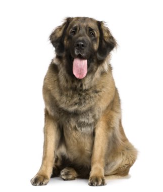 Leonberger dog with tongue out, 20 months old, sitting in front of white background clipart