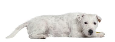 Parson Russell Terrier, 4 years old, lying in front of white background clipart