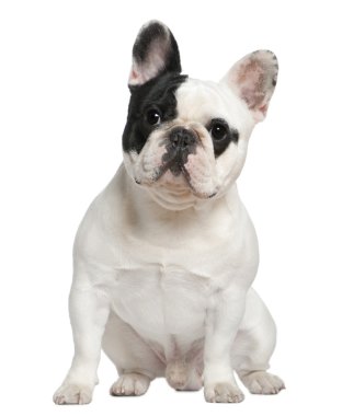 French bulldog, 1 and a half years old, sitting in front of white background clipart