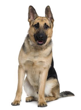 German Shepherd dog, 10 months old, sitting in front of white background clipart