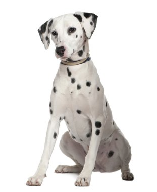 Dalmatian, 8 months old, sitting in front of white background clipart