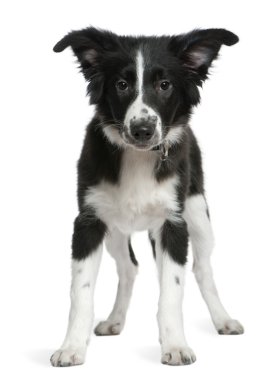 Border Collie puppy, 4 months old, standing in front of white background clipart