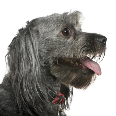 Close-up of Tibetan terrier, 3 years old, in front of white background clipart