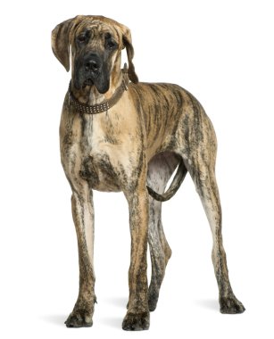 Great Dane, 10 months old, standing in front of white background clipart