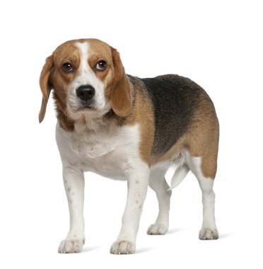 Beagle, 3 yıl yaşlı, beyaz arka plan duran
