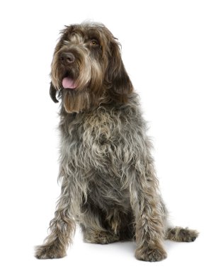 Wirehaired işaretleme griffon, 11 ay yaşlı, beyaz arka plan oturan