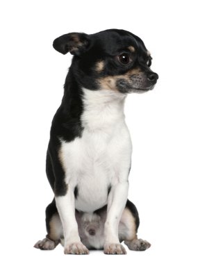 Chihuahua, 6 yaşındaki eski, önünde oturan arka plan beyaz.