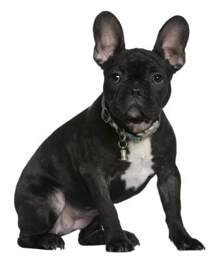 French bulldog puppy, 4 months old, sitting in front of white background clipart