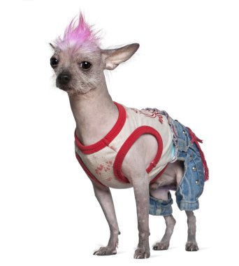 Punk dressed Mexican hairless dog, 4 years old, standing in front of white background clipart