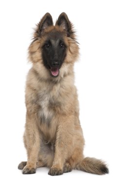 Belgian shepherd, Tervuren, 5 months old, sitting in front of white background clipart