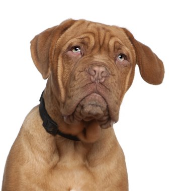 Beyaz arka plan oturan dogue de bordeaux, 5 aylık