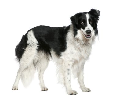 Border collie, 3 years old, standing in front of white background clipart