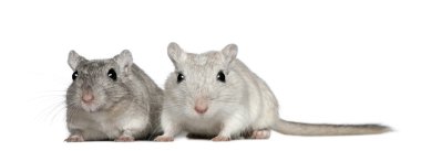 Two Gerbils, 2 years old, in front of white background clipart