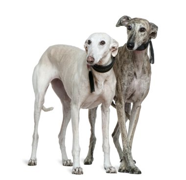 Two Galgo espanol dogs, 8 and 7 years old, standing in front of white background clipart