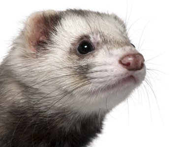 Close-up of Ferret, 1 year old, in front of white background clipart