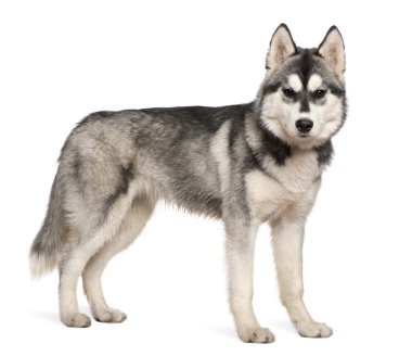 Siberian husky, 6 months old, standing in front of white background clipart