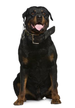 Rottweiler, 5 yıl yaşlı, önünde oturan arka plan beyaz.