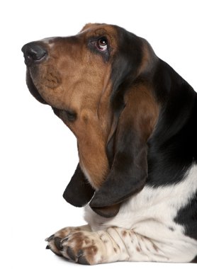 basset Hound, 2 yıl yaşlı, beyaz arka plan yakın çekim