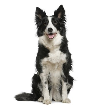 Border Collie, 10 years old, sitting in front of white background