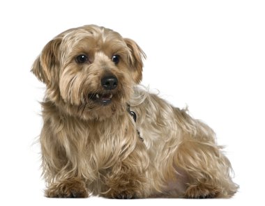 Yorkshire terrier, 4 yıl yaşlı, beyaz arka plan