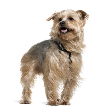 Yorkshire terrier, 4 yıl yaşlı, beyaz arka plan duran