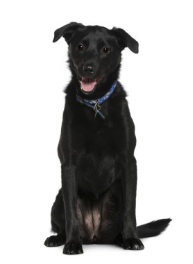 Mixed-breed dog, 2 years old, sitting in front of white background clipart