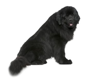 Newfoundland dog, 4 and a half years old, sitting in front of white background clipart