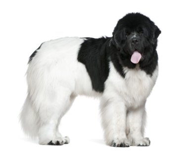 Newfoundland dog, 16 months old, standing in front of white background clipart