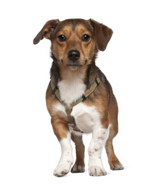 azman köpek, 2 yıl yaşlı, beyaz arka plan duran portresi