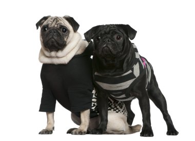 Two pugs, 2 years old and 10 months old, standing together in front of white background clipart