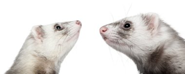 Two ferrets looking at each other, 1 year old, in front of white background clipart