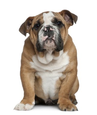 İngilizce bulldog yavru köpek, 4 ay yaşlı, beyaz arka plan oturan