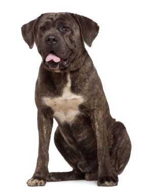 Cane corso köpek, 13 ay yaşlı, beyaz arka plan oturan