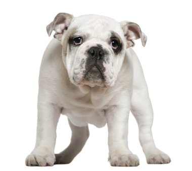 İngilizce bulldog yavru köpek, 5 ay yaşlı, beyaz arka plan duran