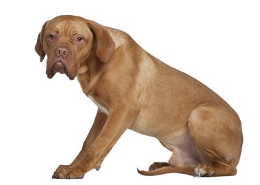 dogue de bordeaux, 8 ay yaşlı, beyaz arka plan oturan