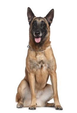 Belgian Shepherd dog, 20 years old, sitting in front of white background clipart