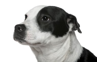 Close-Up Amerikan staffordshire terrier 9 ay yaşlı beyaz arka plan, bir border collie ile karıştırılır.