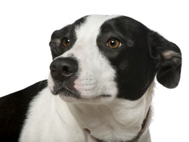 karışık-breed köpek, 2 yıl yaşlı, beyaz arka plan