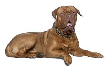 Beyaz arka plan yalan dogue de bordeaux, 11 aylık