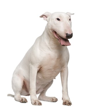 Bull Terrier, 2 years old, sitting in front of white background clipart