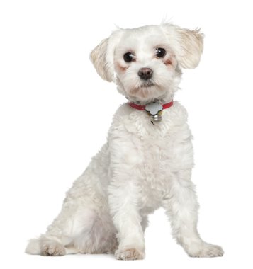 Maltese, 8 months old, sitting in front of white background clipart