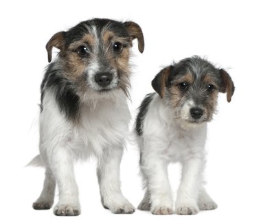iki jack russell Terrier, 4 ay ve 1 yıl yaşlı, beyaz arka plan duran