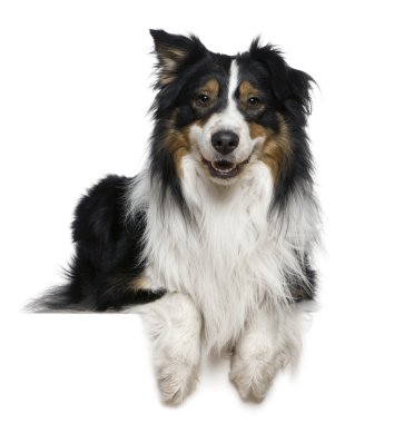 Australian Shepherd dog, 2 years old, in front of white background clipart