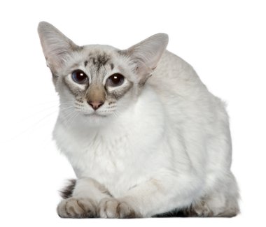 Balinese cat, 2 years old, in front of white background clipart