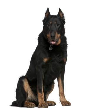 Beauceron dog, 10 years old, sitting in front of white background clipart