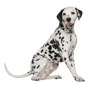 Dalmatian, 4 years old, sitting in front of white background clipart