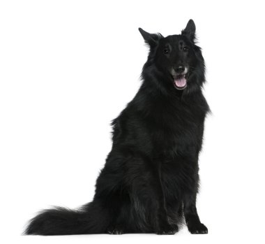 Belgian Shepherd dog, Groenendael, 7 years old, sitting in front of white background clipart