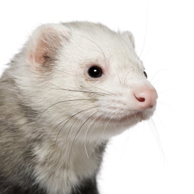 Close-up of ferret, 5 years old, in front of white background clipart